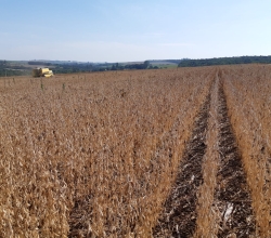 Colheita de soja em Cascavel (PR). Enviado por Alan Welter