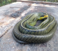 Serpente é flagrada em colmeia de abelhas em Itaiópolis (SC). Envio do Paulo Marcelo Adamek