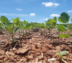 Soja em Vale do Araguaia - MT. Foto por Michael Soares