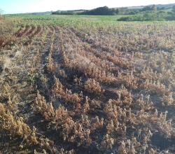 Lavoura de soja com forte estiagem. Envio feito por Marcos Moura - São Valério do Sul (RS)