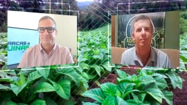 Produção de tabaco está parada no RS com as industrias fechadas pelo coronavírus