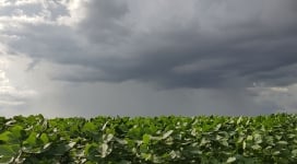 Chuva de manga - video entrevista joao e carol - 25/01/19