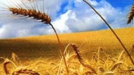 Com escassez mundial de trigo, agricultores da Argentina se preocupam com safra