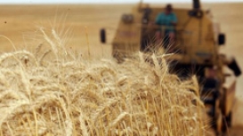 Colheita do trigo é finalizada no Rio Grande do Sul