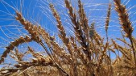 Trigo fecha em baixa em Chicago diante da abundante oferta mundial