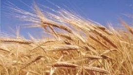 Trigo cai em Chicago antes das negociações de paz entre Zelenskiy e Trump