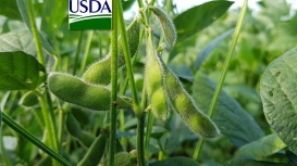 USDA informa nova venda de soja nesta 5ª a destinos não revelados