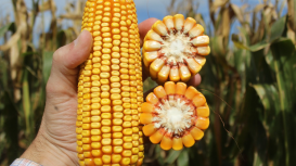 Futuros do milho têm valorização de até 4,3% em semana com foco no petróleo, dólar e atraso da safrinha