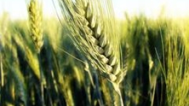 CNA apresenta potencial para produção de trigo no Brasil