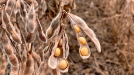 Soja tem manhã de estabilidade em Chicago nesta 5ª feira, monitorando fundamentos e macrocenários