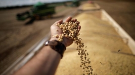 Soja recupera parte das últimas baixas e sobe quase 1% nesta tarde de 3ª em Chicago