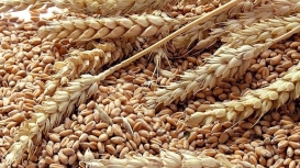 Trigo/Cepea: Agentes brasileiros estão de olho na safra argentina