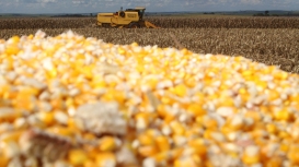 StoneX: produção de milho verão ganha força, enquanto safrinha segue sob atenção