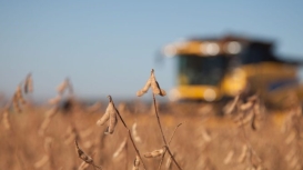 Colheita da soja no BR caminha para fase final e chega a 79,59% da área, informa Pátria
