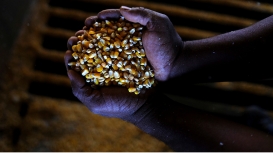 Milho se apoia nas exportações e volta a subir em Chicago nesta quinta-feira