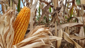 Futuros do milho abrem a quinta-feira registrando valorizações nas Bolsas