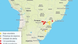 Safra 25/26: primeiro foco de ferrugem asiática em área comercial é confirmado em MS