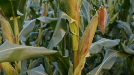 Milho segue a soja e se valoriza nesta quinta-feira com Chicago esperando o USDA