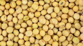 Complexo soja e grãos seguem operando com forte alta em Chicago nesta 2ª, acompanhando disparada do petróleo