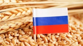Rússia corta área de trigo em meio à queda das margens dos produtores, diz Sovecon