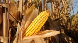 Incrementa MS, programa para elevar o patamar produtivo no Estado do Mato Grosso do Sul, entra em fase de expansão