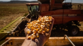 Safras & Mercado reduz previsão de colheita de milho do Brasil e cita estiagem no RS