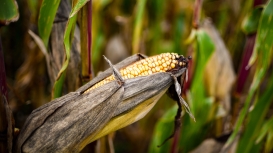 Milho avança em Chicago nesta 2ª, acompanhando trigo, complexo soja e rally do petróleo