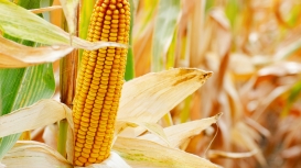 Fraqueza do dólar traz suporte e cotações do milho de Chicago se valorizam nesta quinta-feira