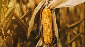 Bom resultado de vendas nos EUA ajuda milho a se valorizar em Chicago nesta quinta-feira