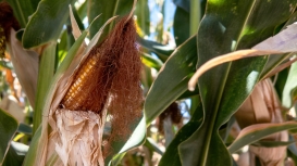 Futuros do milho sobem em Chicago ao longo desta quinta-feira