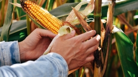 De olho nas negociações Rússia x Ucrânia, milho abre a quinta-feira levemente positivo em Chicago