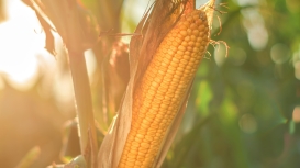 Milho segue a soja e fecha segunda-feira com ganhos em Chicago