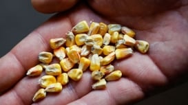 Sinais de demanda forte dão sustentação para os futuros do milho em Chicago nesta quinta-feira