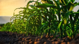 S&P Global eleva previsão de área plantada com milho nos EUA em 2026