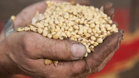 StoneX faz revisão positiva da safra de soja 2026/27, com ajustes nas regiões Norte, Nordeste e Centro-Oeste