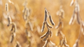 Soja tem 6ª feira de movimentos tímidos em Chicago, mas passa a operar em queda