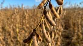 Soja/Cepea: Negócios se intensificam; cenário geopolítico pode ampliar demanda por soja do BR