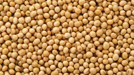 Soja sobe levemente em Chicago nesta 5ª feira, esperando pelo USDA e monitorando notícias conhecidas