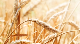 Brasil caminha para maior importação de trigo da história; especialistas debatem em Curitiba