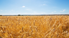 Trigo abre com recuperação em Chicago após perdas e tenta ajuste técnico nesta quinta-feira