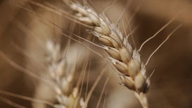 Trigo fecha em forte alta na Bolsa de Chicago nesta sexta-feira (6) impulsionado por petróleo e tensão no Oriente Médio