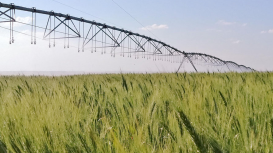 Irrigação estratégica do trigo no Cerrado reduz pela metade a emissão de gases de efeito estufa