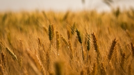 Safra de trigo em São Paulo deve ter redução de área em 2026