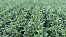 Safra de soja do Rio Grande do Sul se desenvolve bem, aponta Emater