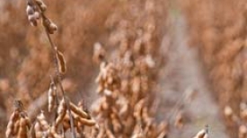 Fundação MT em Campo 2016