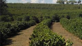 Café: Safra 2015/16 no Sul de Minas Gerais