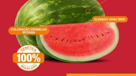 Techshow Melancia - BASF/Nunhems