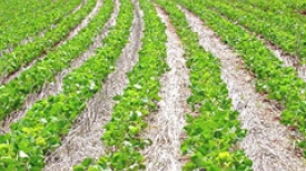 Expodireto 2019 - Plantio Direto