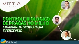 Vittia - Controle Biológico de Pragas no Milho