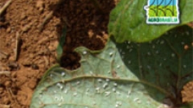 AgroBrasília 2013 - Fórum Brasileiro sobre Mosca Branca e Helicoverpa